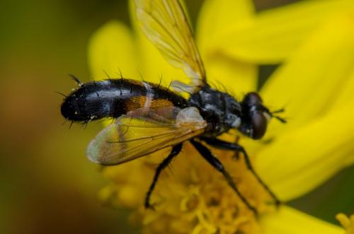 Cylindromyia auriceps